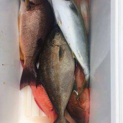鵜来島家本渡船 釣果