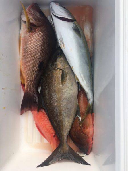 鵜来島家本渡船 釣果