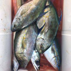 鵜来島家本渡船 釣果