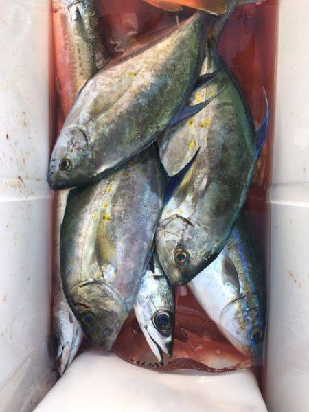 鵜来島家本渡船 釣果