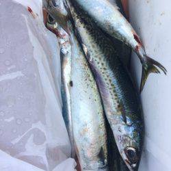 鵜来島家本渡船 釣果