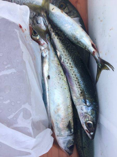 鵜来島家本渡船 釣果