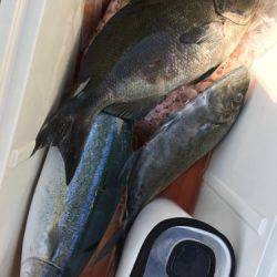 鵜来島家本渡船 釣果