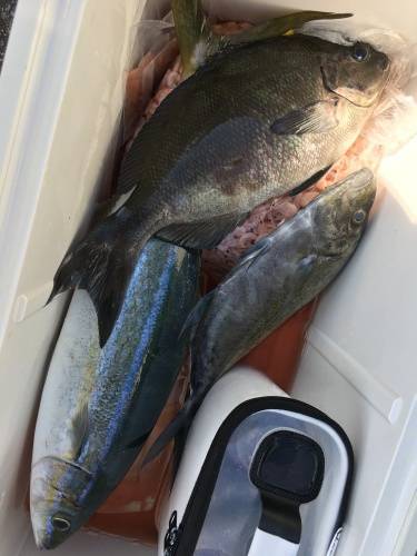 鵜来島家本渡船 釣果