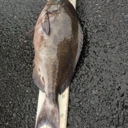 鵜来島家本渡船 釣果