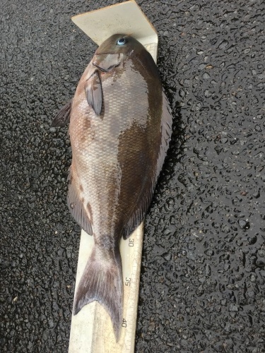 鵜来島家本渡船 釣果