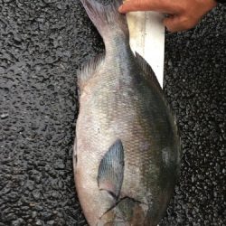 鵜来島家本渡船 釣果