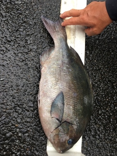 鵜来島家本渡船 釣果