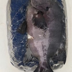 鵜来島家本渡船 釣果