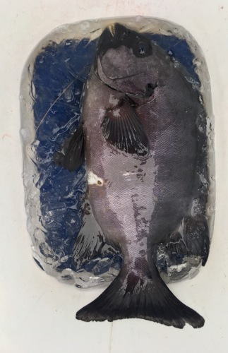 鵜来島家本渡船 釣果