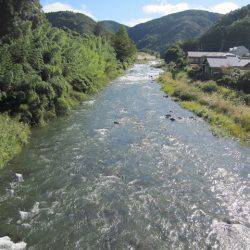 狩野川(狩野川漁業協同組合) 釣果