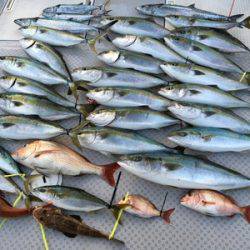 ミタチ丸 釣果