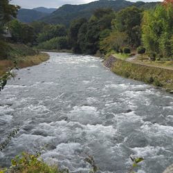 狩野川(狩野川漁業協同組合) 釣果