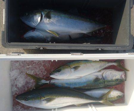 気仙沼　つり丸 釣果