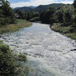 狩野川(狩野川漁業協同組合) 釣果