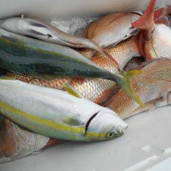 こうゆう丸 釣果