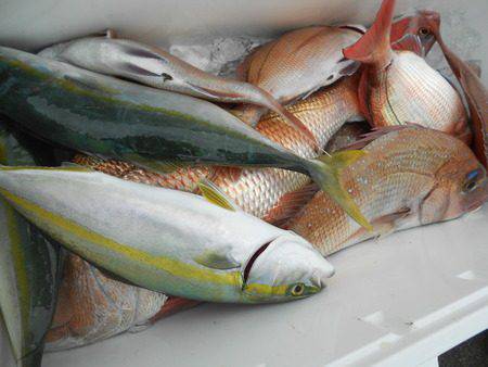 こうゆう丸 釣果