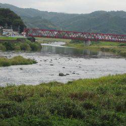 狩野川(狩野川漁業協同組合) 釣果