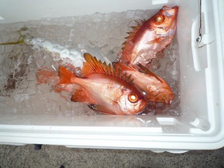浅間丸 釣果