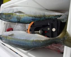 久里浜黒川本家 釣果