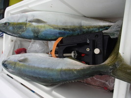 久里浜黒川本家 釣果