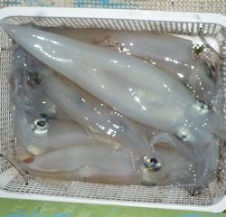 松福丸 釣果