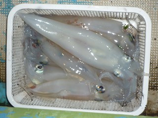 松福丸 釣果