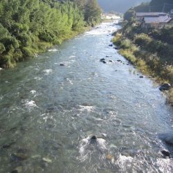 狩野川(狩野川漁業協同組合) 釣果