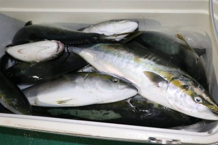 スカイマリン 釣果