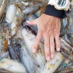 Magic（マジック） 釣果