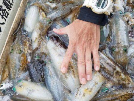 Magic（マジック） 釣果