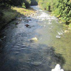狩野川(狩野川漁業協同組合) 釣果