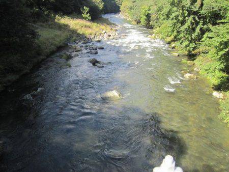 狩野川(狩野川漁業協同組合) 釣果