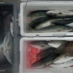 気仙沼 つり丸 釣果