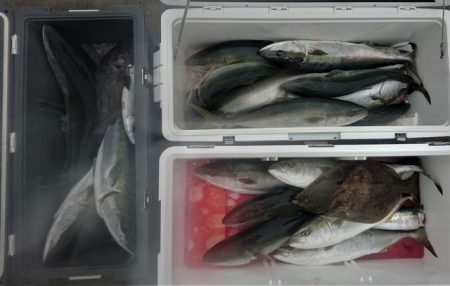 気仙沼 つり丸 釣果