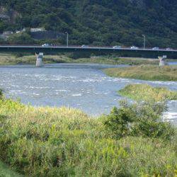 狩野川(狩野川漁業協同組合) 釣果