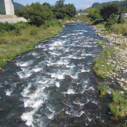 狩野川(狩野川漁業協同組合) 釣果