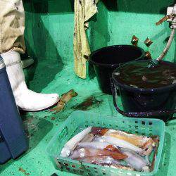 第三むつりょう丸 釣果