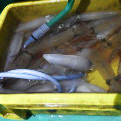 第三むつりょう丸 釣果