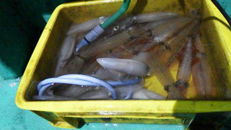 第三むつりょう丸 釣果