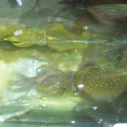 第三むつりょう丸 釣果