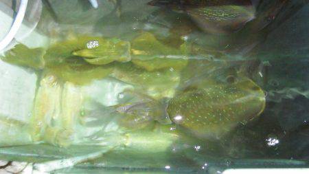 第三むつりょう丸 釣果