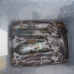 小海途 釣果