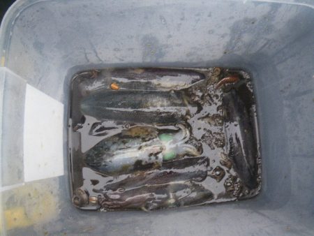 小海途 釣果