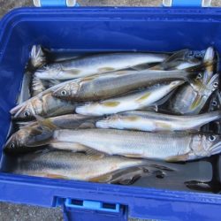 狩野川(狩野川漁業協同組合) 釣果