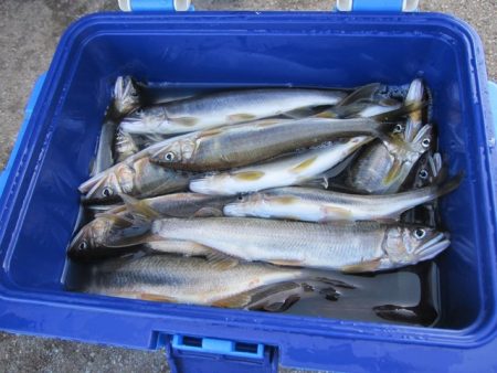 狩野川（狩野川漁業協同組合） 釣果