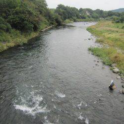 狩野川(狩野川漁業協同組合) 釣果