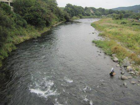 狩野川(狩野川漁業協同組合) 釣果