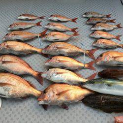 ミタチ丸 釣果