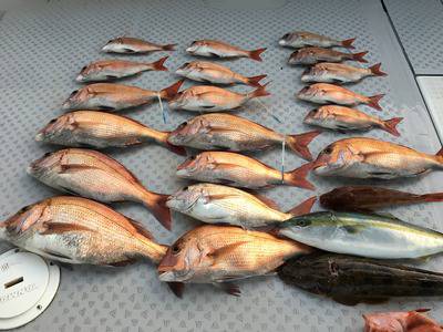 ミタチ丸 釣果